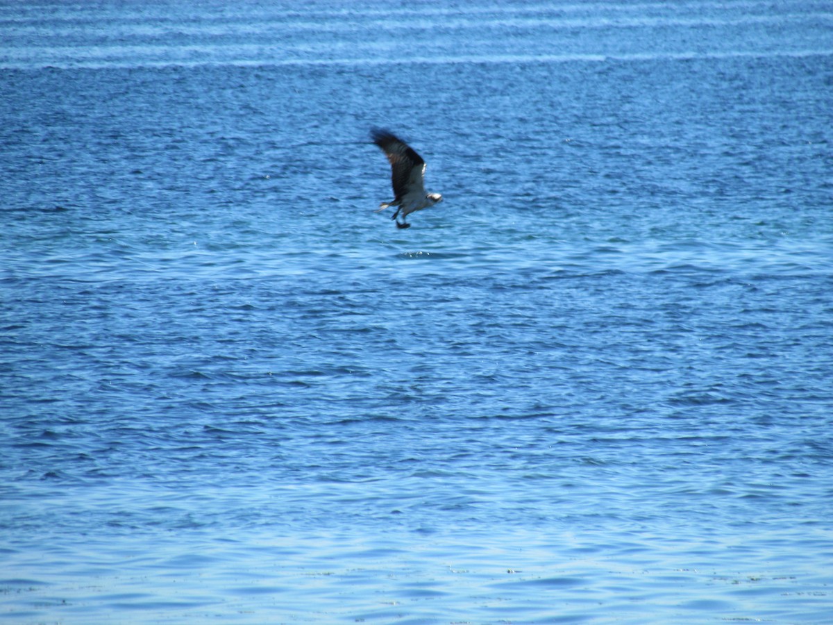 orlovec říční - ML638771358