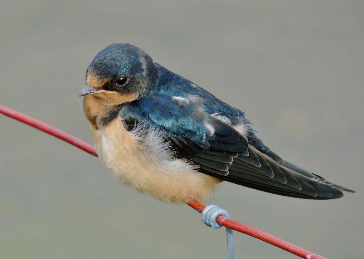 Асрын хараацай - ML638771359