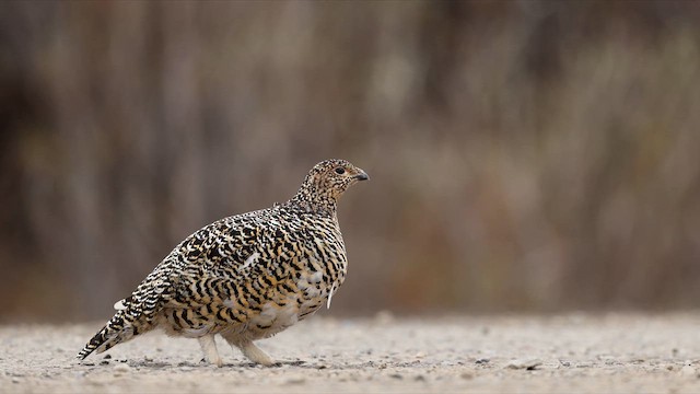 Willow Ptarmigan - ML638771442