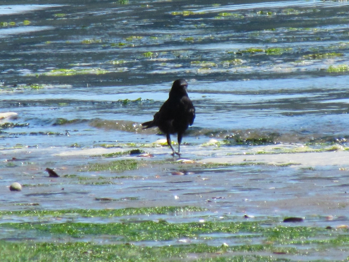 vrána americká - ML638771461