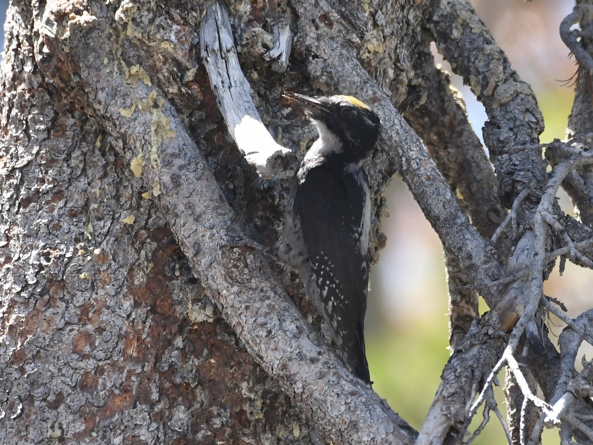 American Three-toed Woodpecker - ML638771500