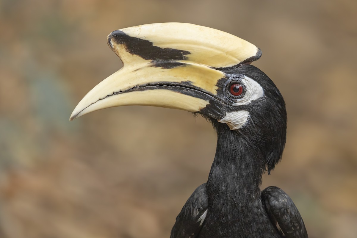 Oriental Pied-Hornbill - ML638771512