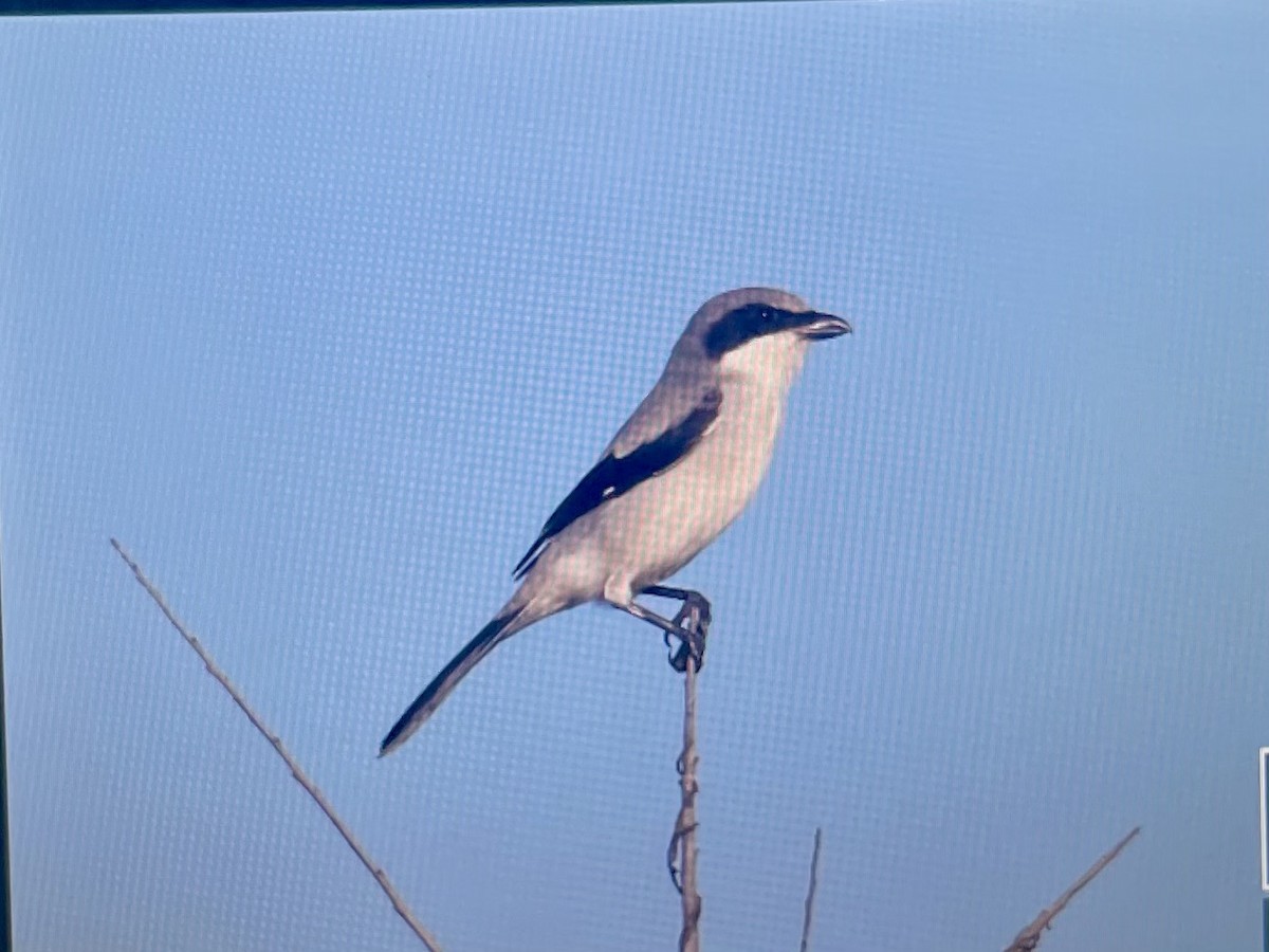 Loggerhead Shrike - ML638771557