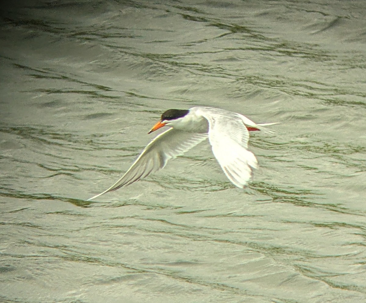Forster's Tern - ML638771563
