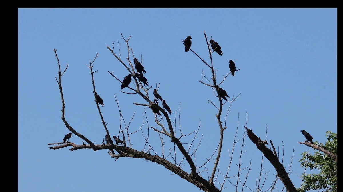 Fish Crow - ML638771580