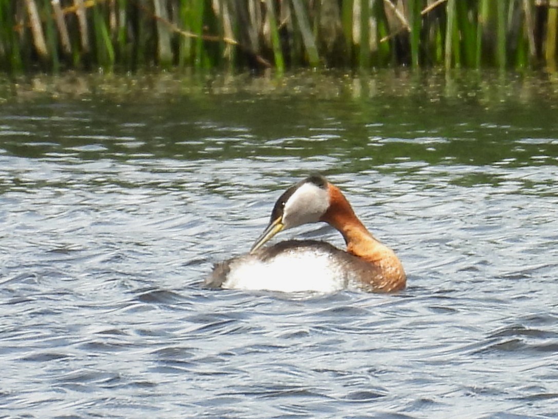 Red-necked Grebe - ML638771590