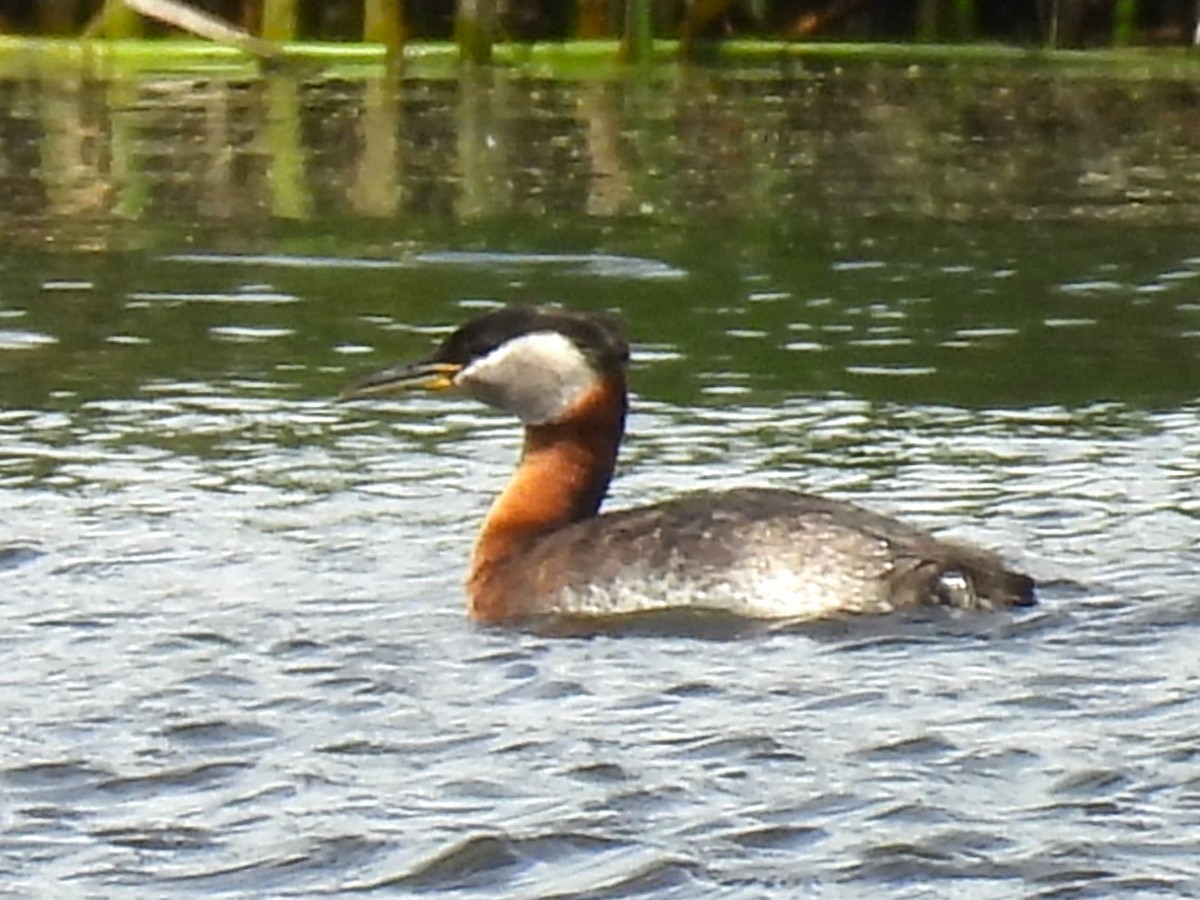 Red-necked Grebe - ML638771595