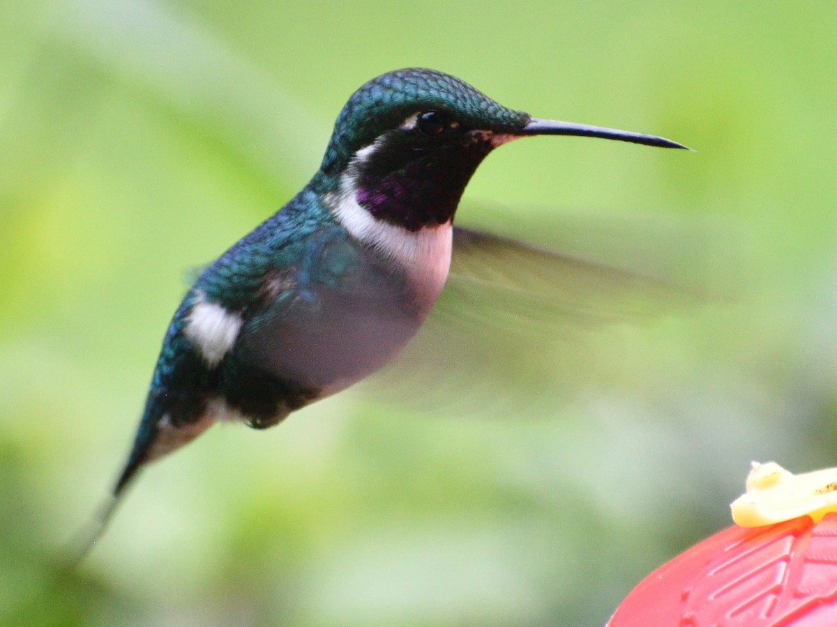 White-bellied Woodstar - ML638771616
