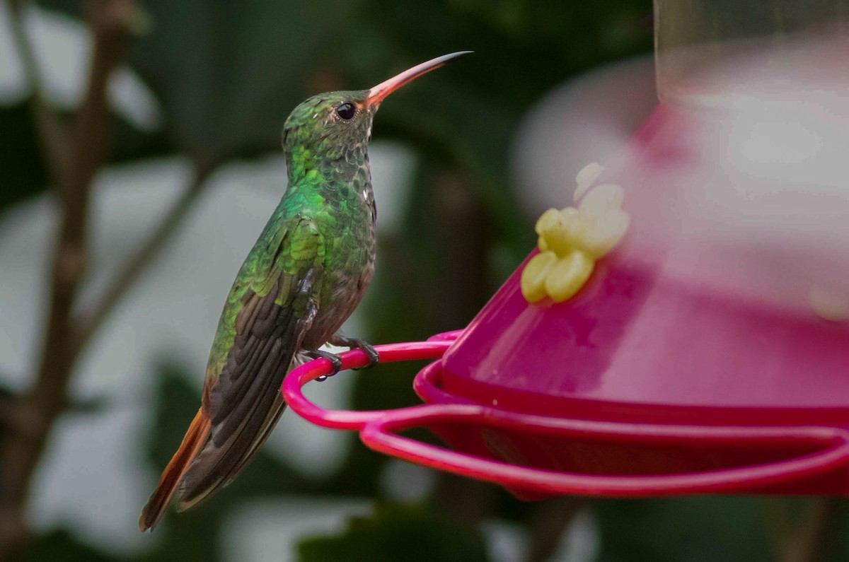 Rufous-tailed Hummingbird - ML638771629