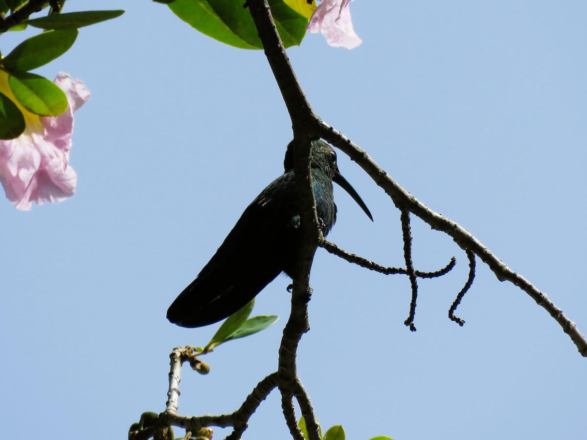 Green-throated Carib - ML638771635