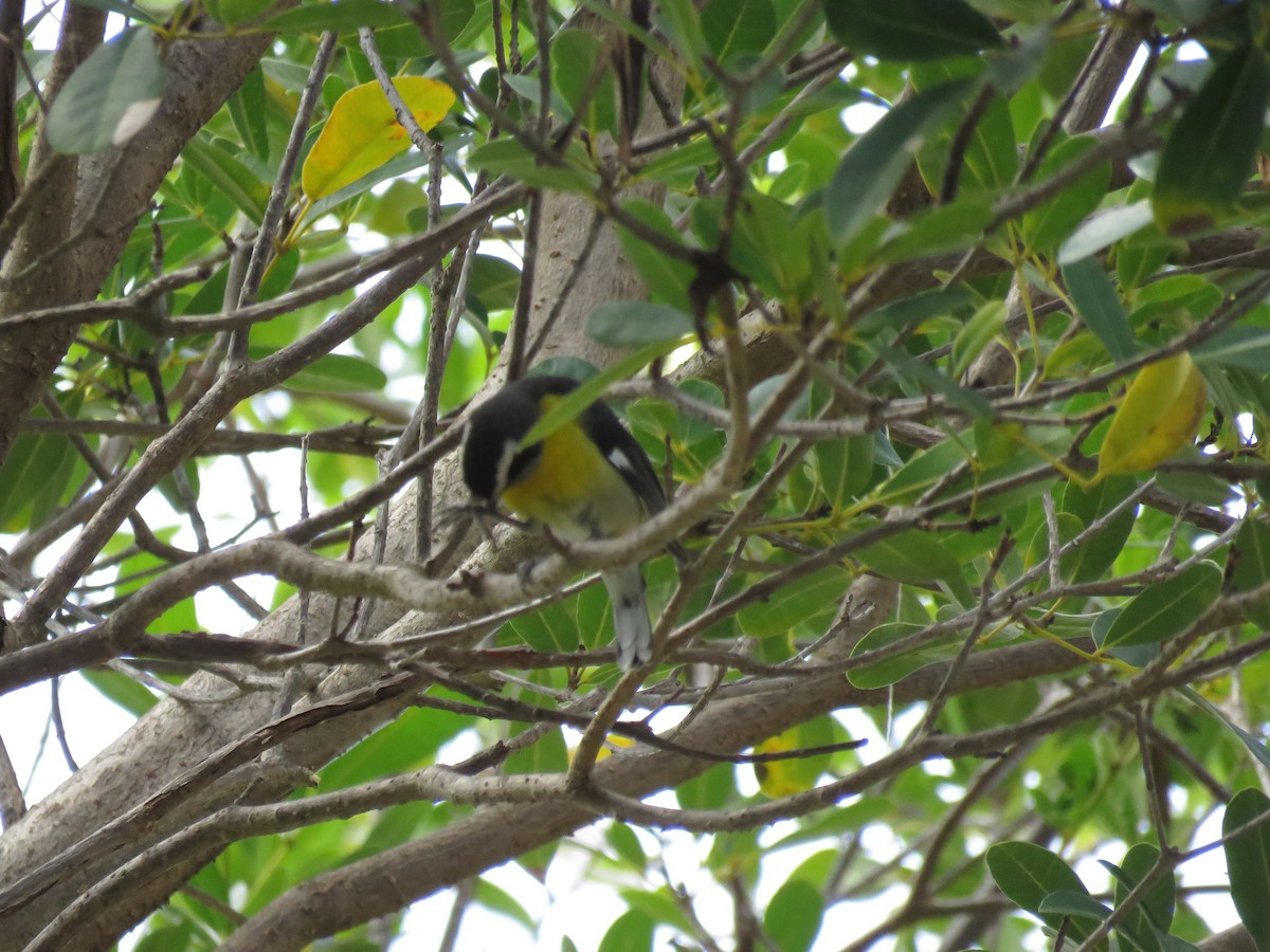 Bananaquit - ML638771655