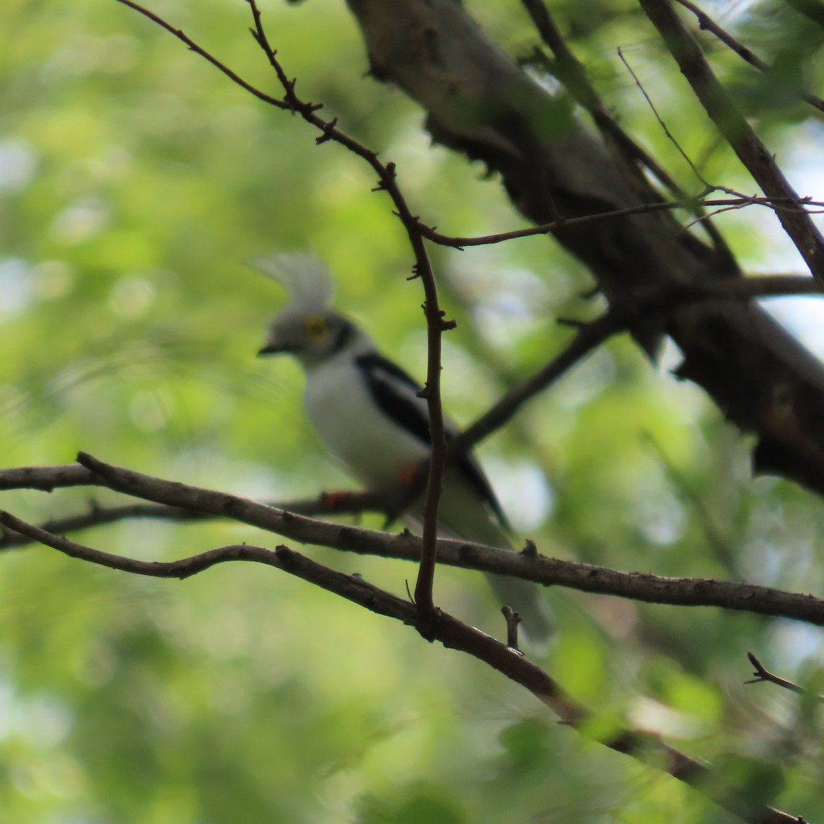White-crested Helmetshrike (Long-crested) - ML638771764