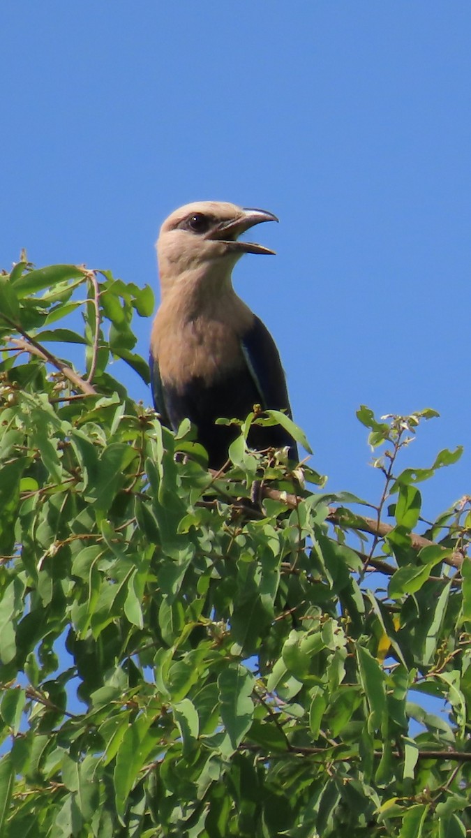 hvithoderåke - ML638771783