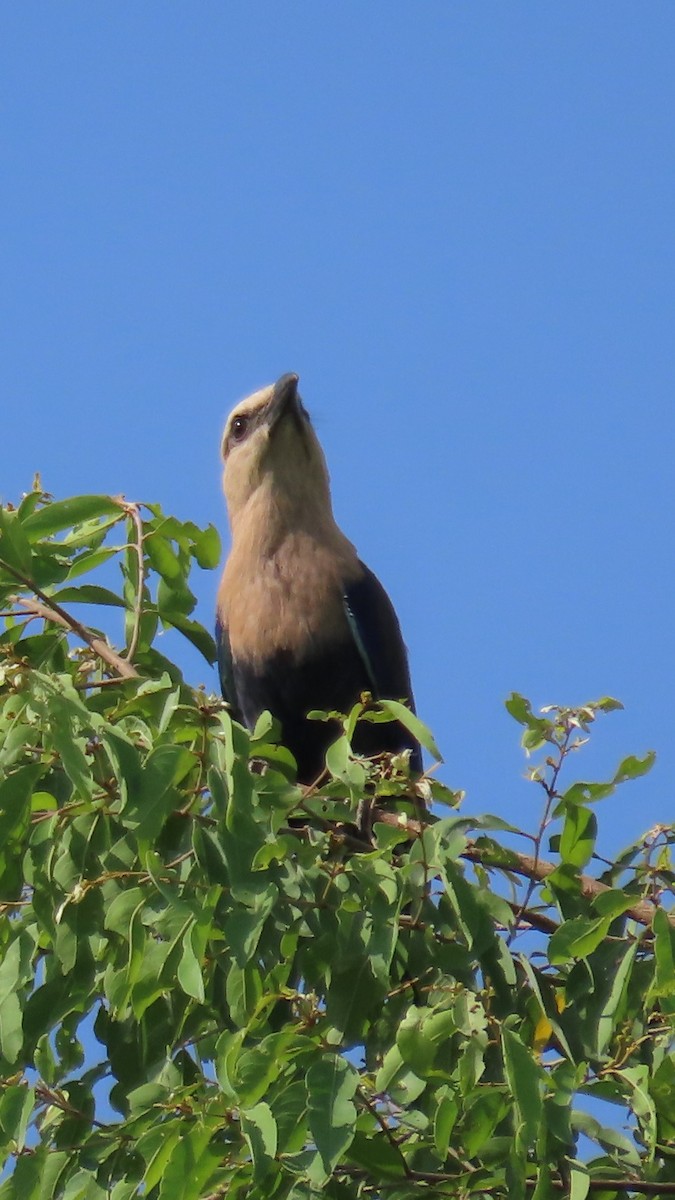 hvithoderåke - ML638771784