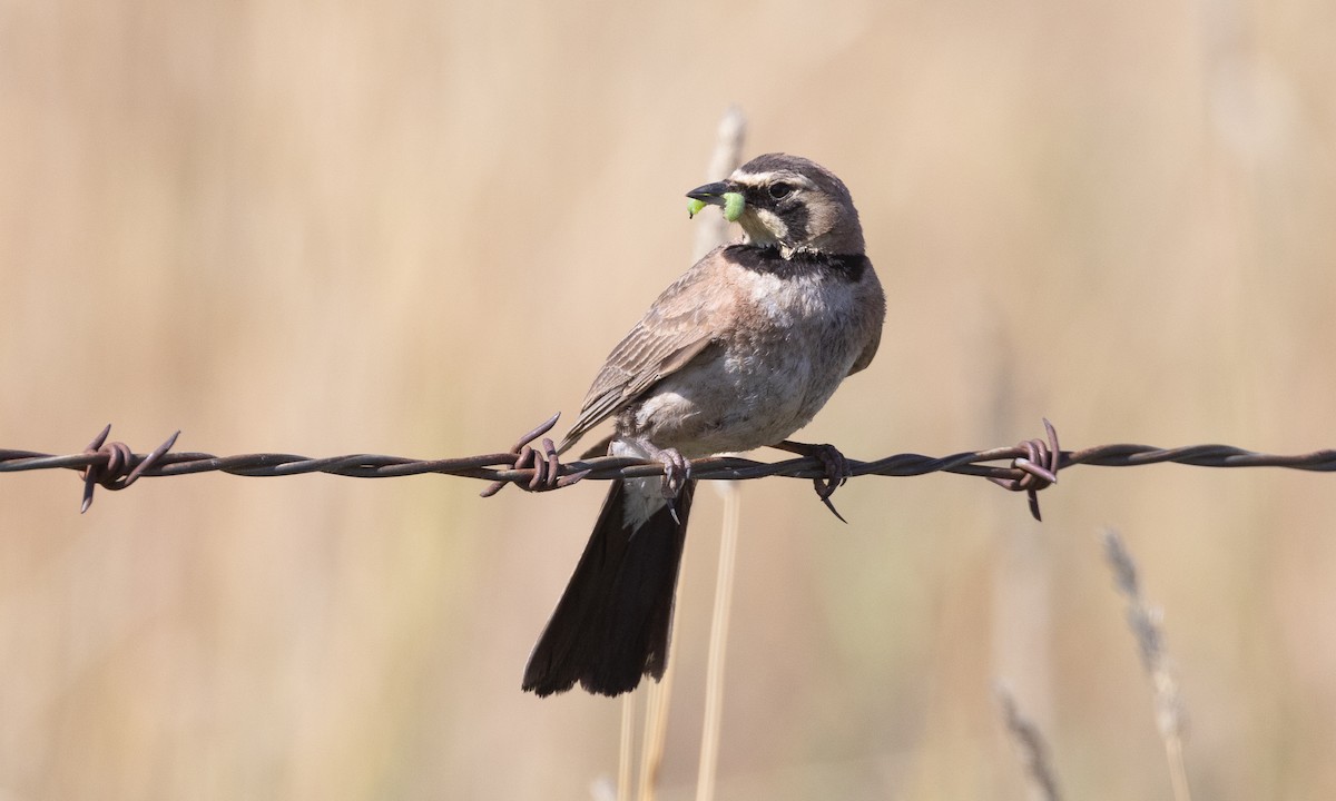 Horned Lark - ML638771803