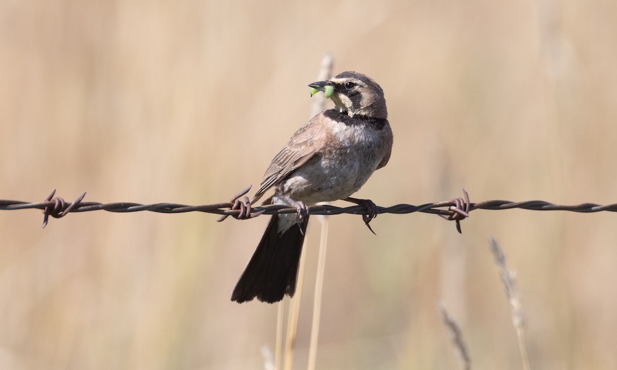 Horned Lark - ML638771805