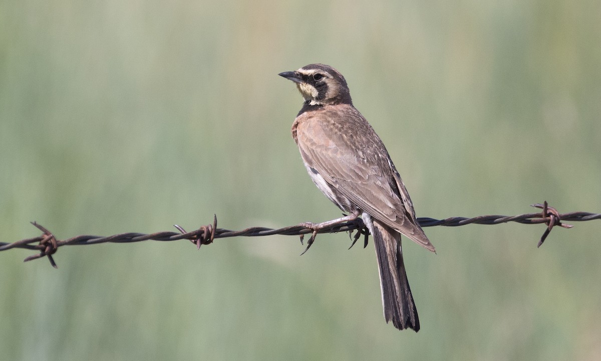 Horned Lark - ML638771808