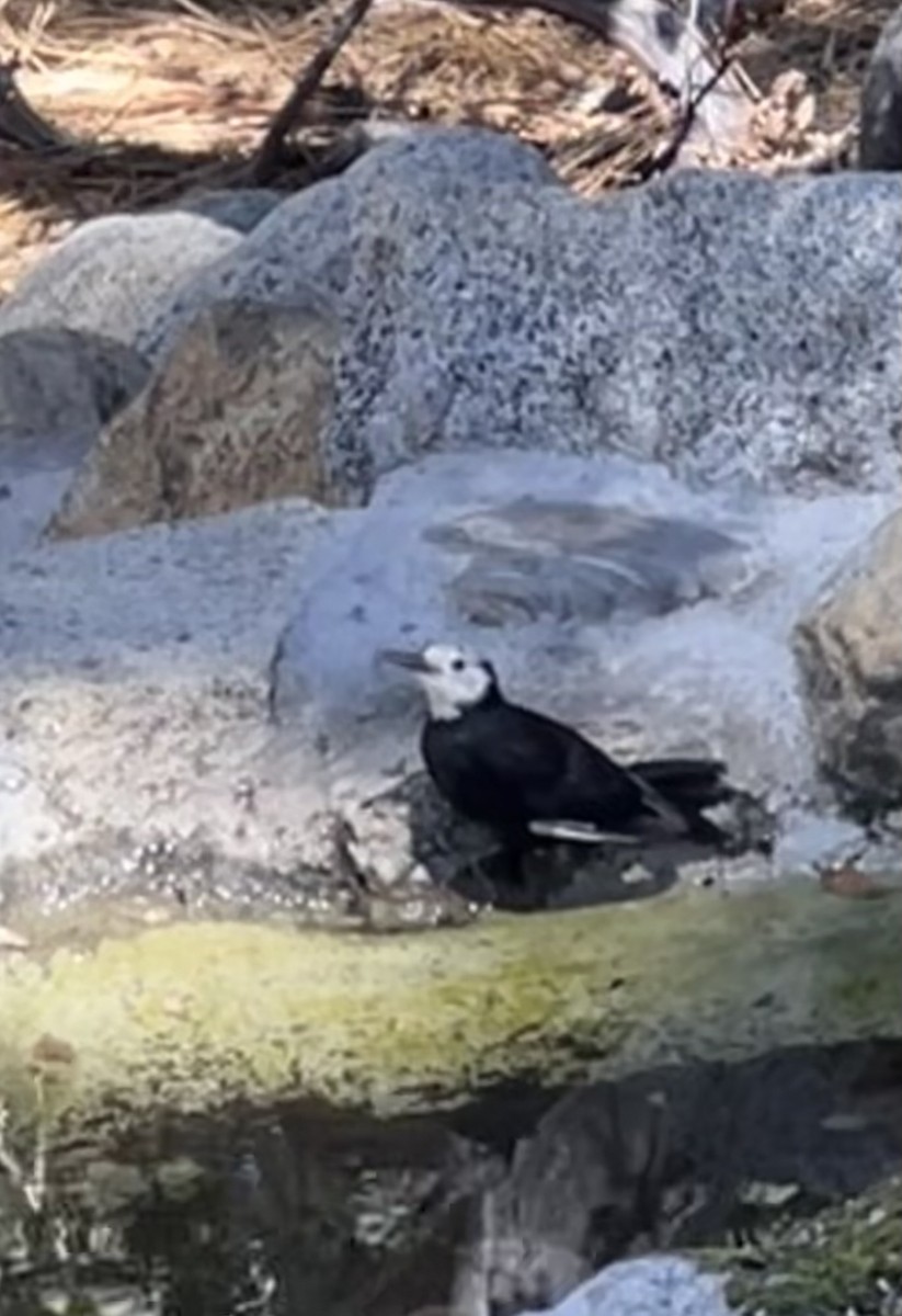 White-headed Woodpecker - ML638771815