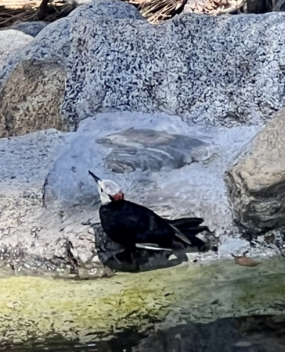 White-headed Woodpecker - ML638771816
