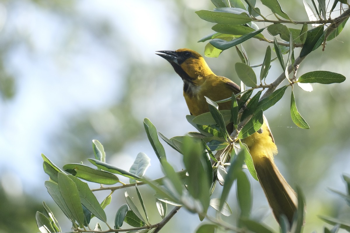 Altamira Oriole - ML638771839