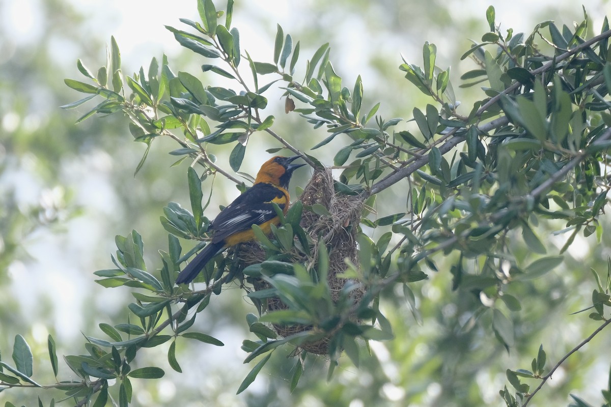 Altamira Oriole - ML638771840