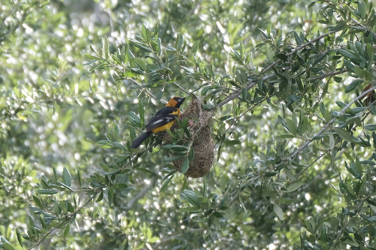 Altamira Oriole - ML638771841