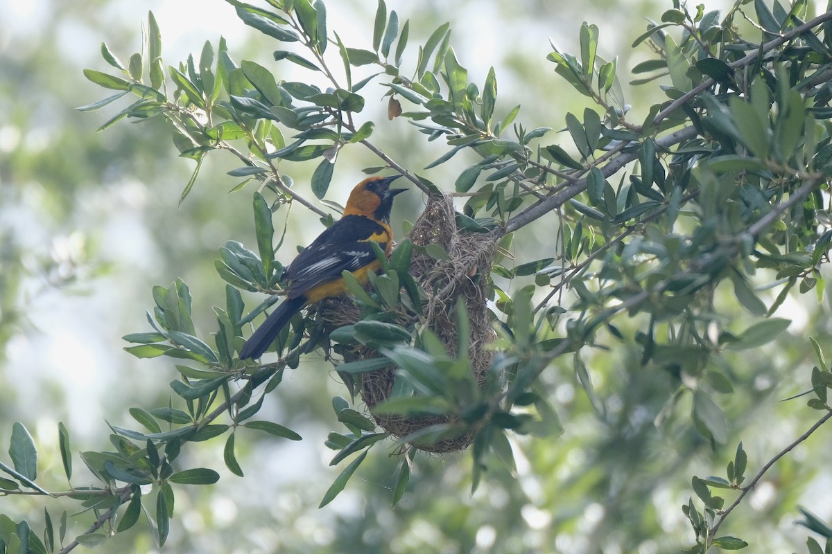 Altamira Oriole - ML638771842