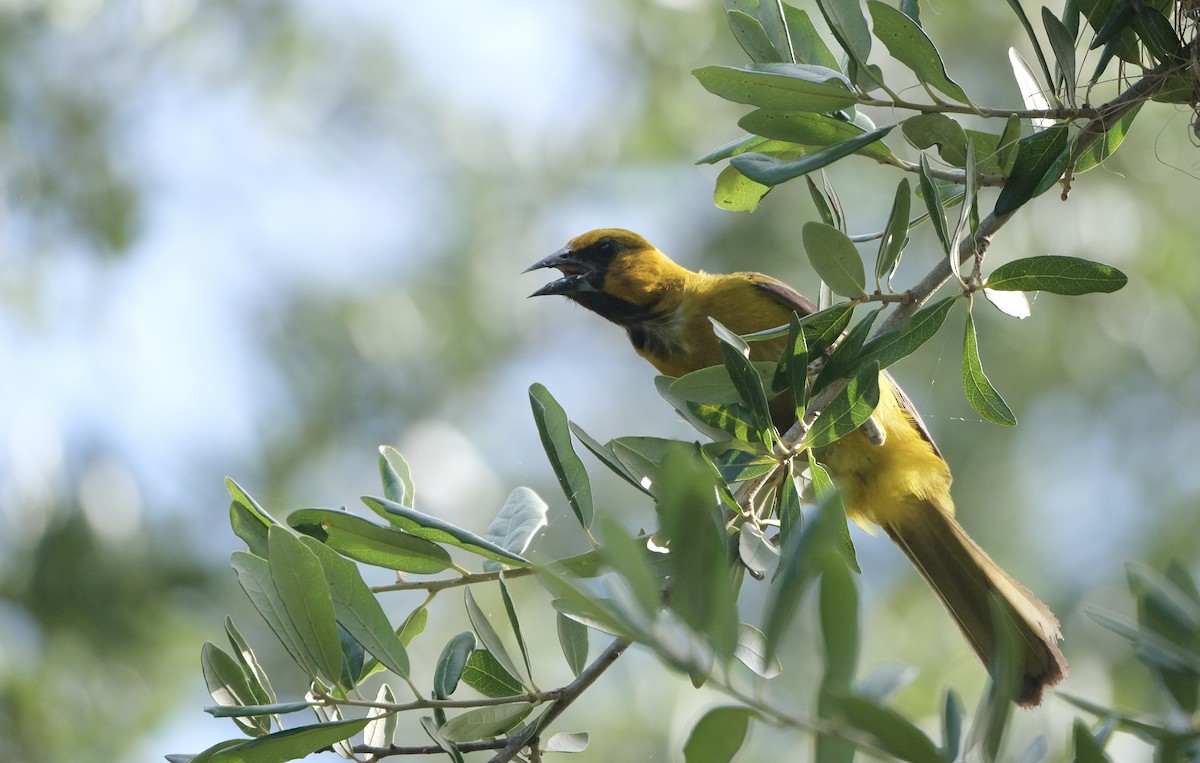 Altamira Oriole - ML638771844