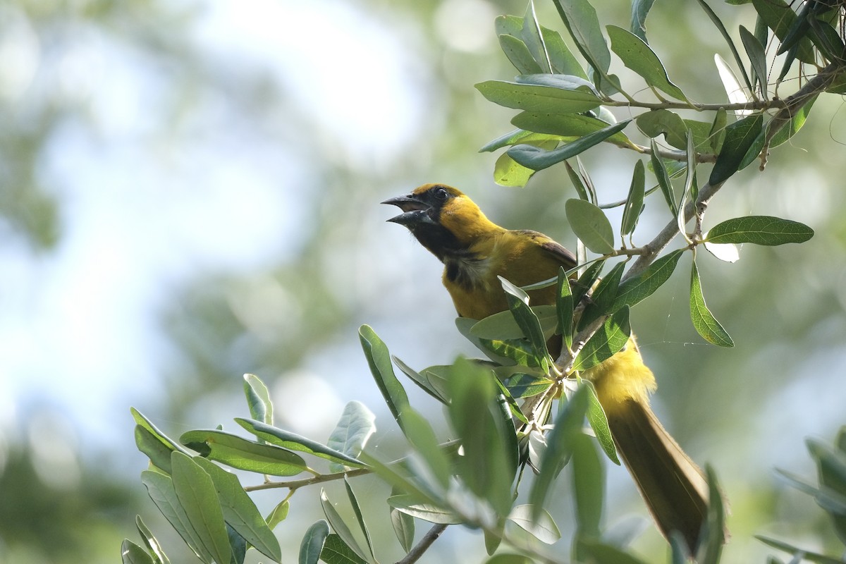 Altamira Oriole - ML638771846