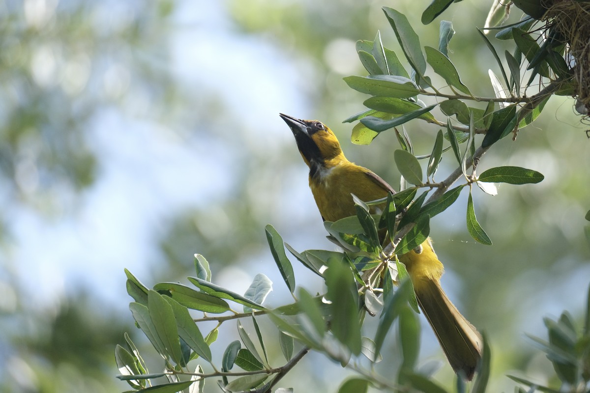 Altamira Oriole - ML638771847