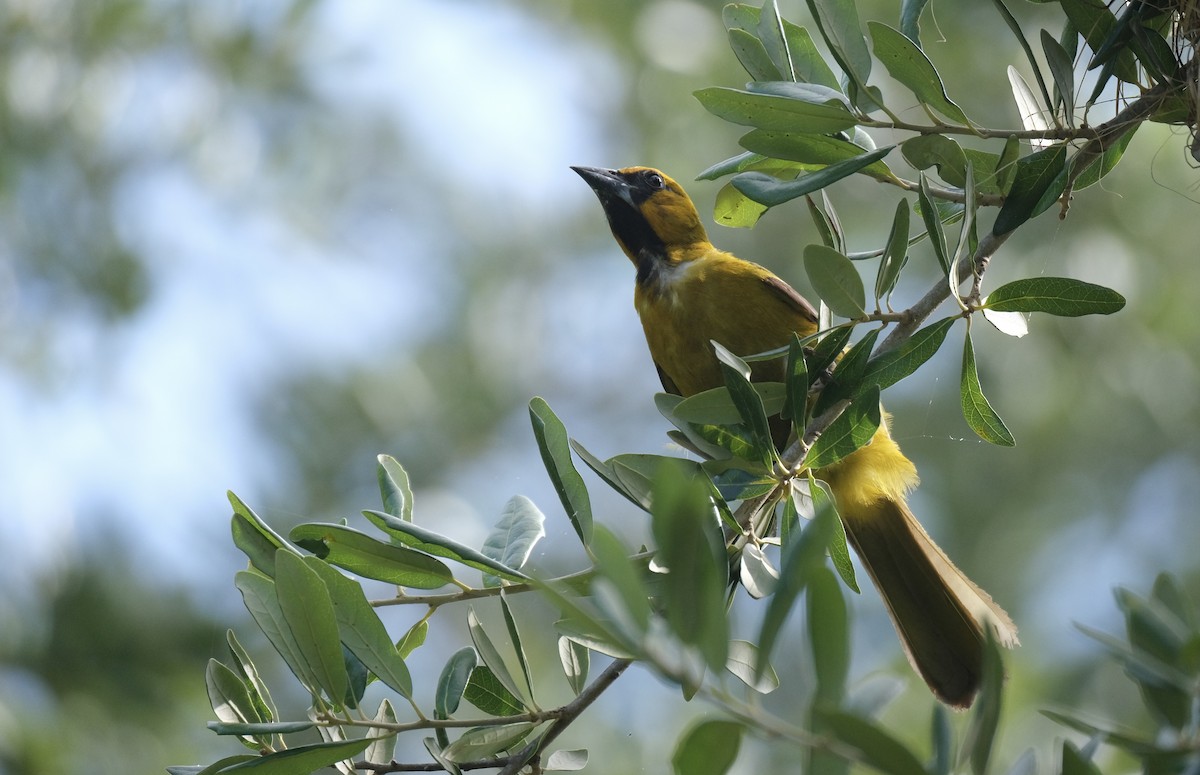 Altamira Oriole - ML638771849