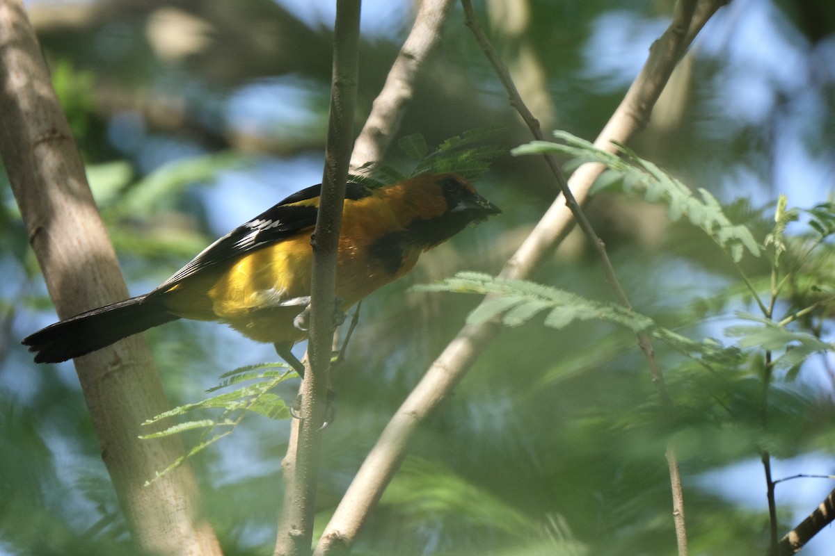 Altamira Oriole - ML638771850