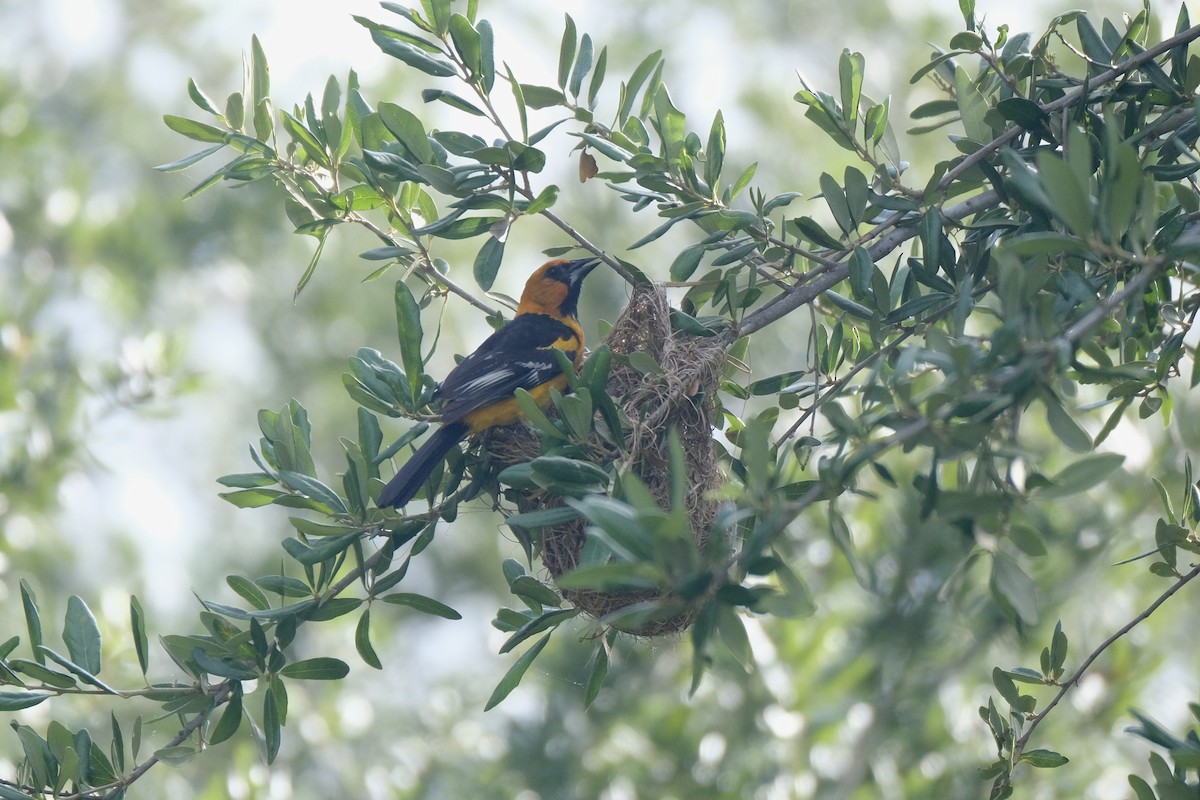 Altamira Oriole - ML638771852