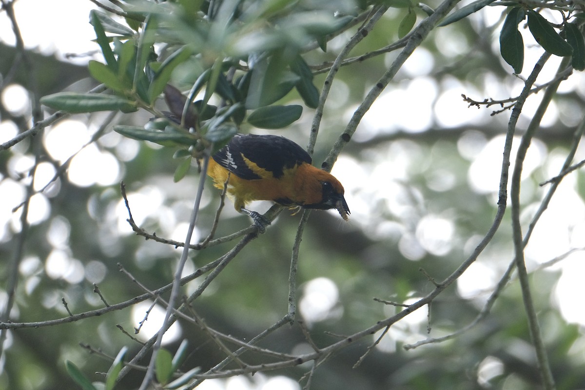 Altamira Oriole - ML638771853