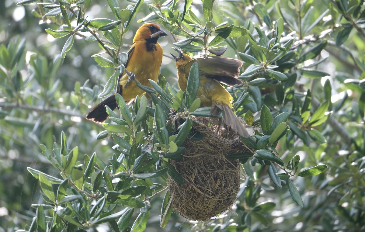 Altamira Oriole - ML638771855