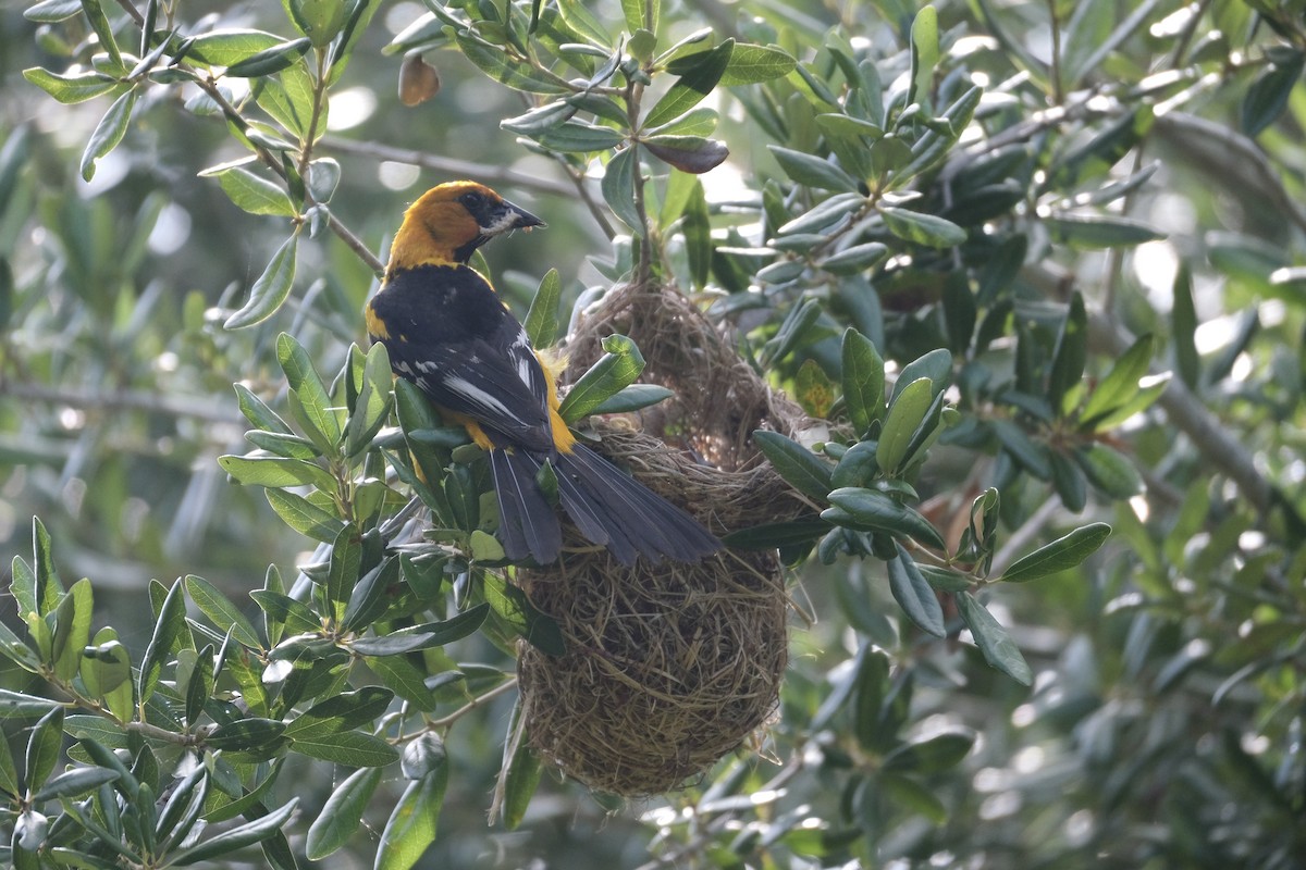 Altamira Oriole - ML638771856