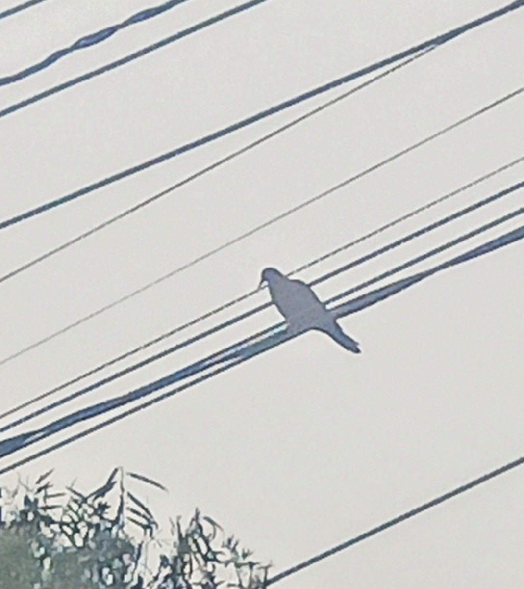 West Peruvian Dove - ML638771871