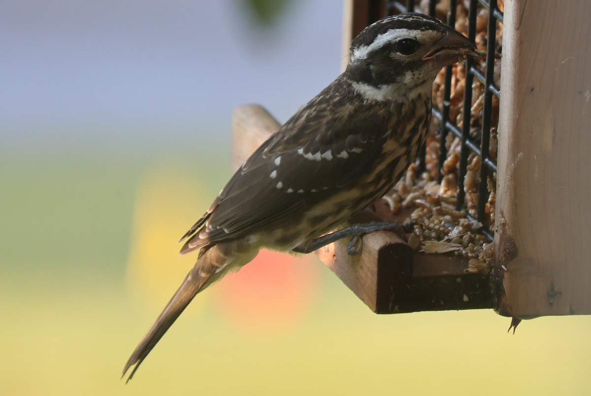Rose-breasted Grosbeak - ML638771887