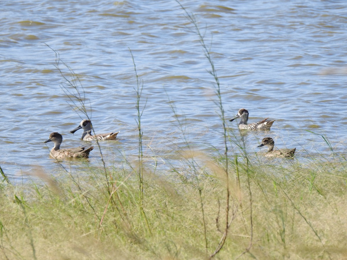 Pink-eared Duck - ML638771922
