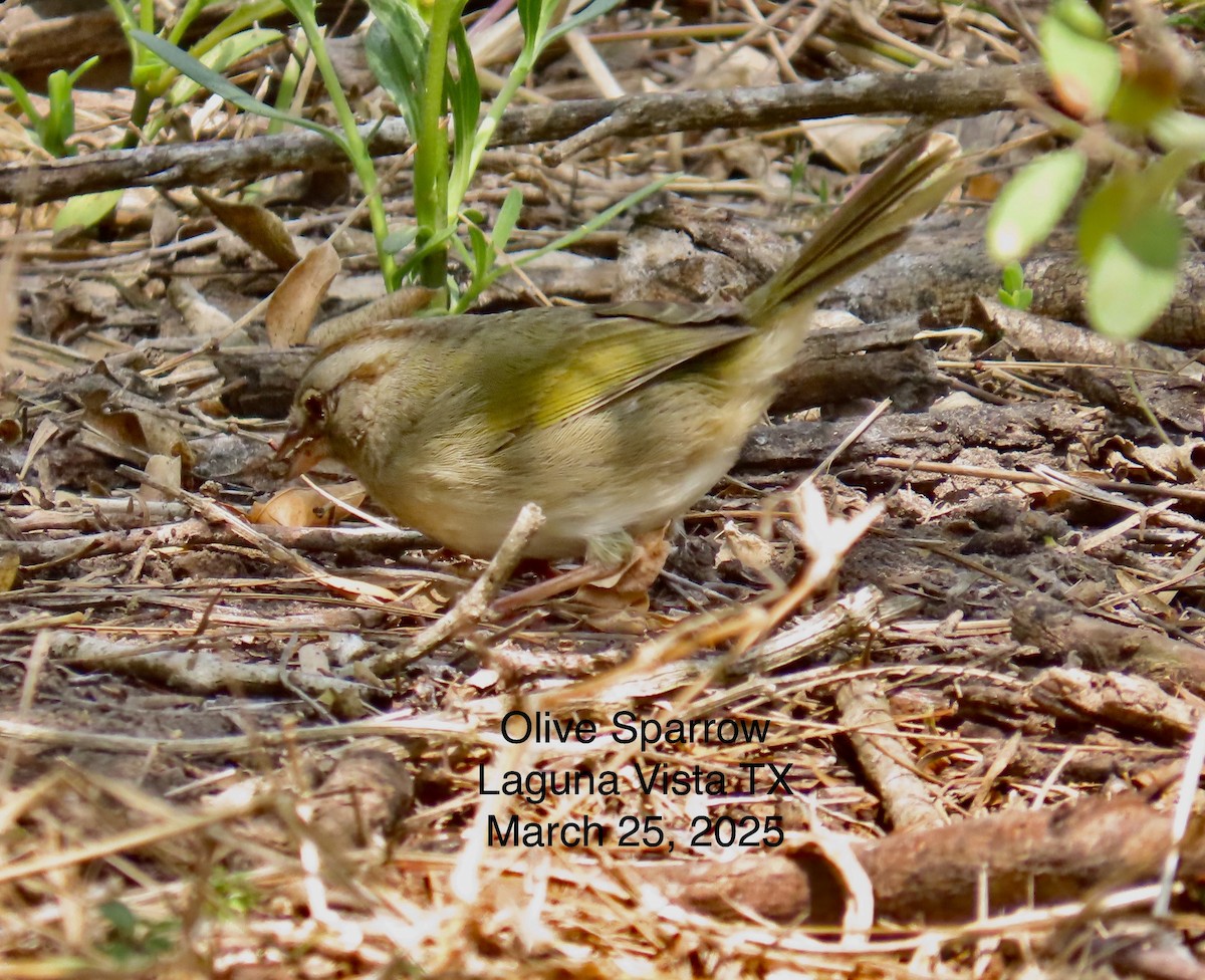 Olive Sparrow - ML638771948