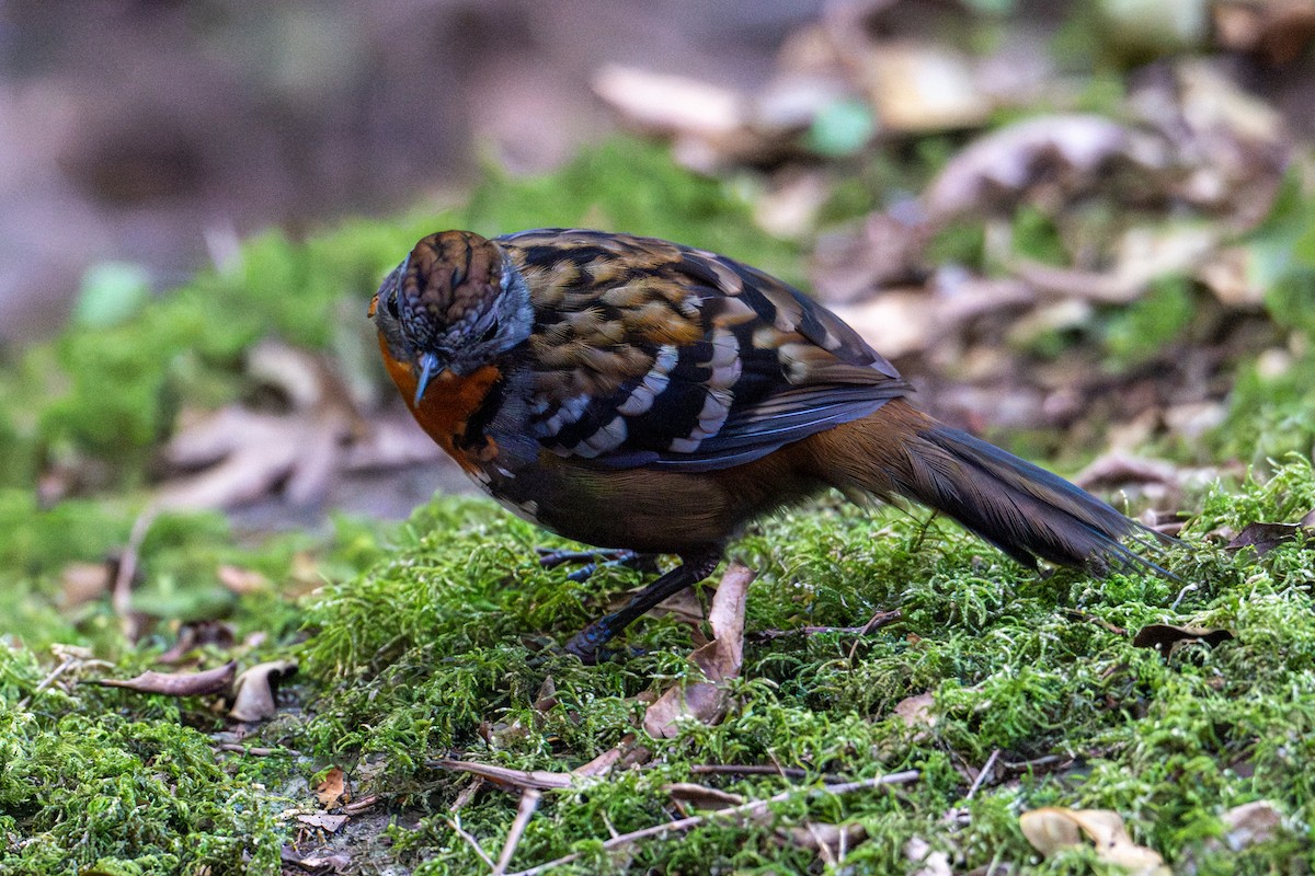 Australian Logrunner - ML638772003