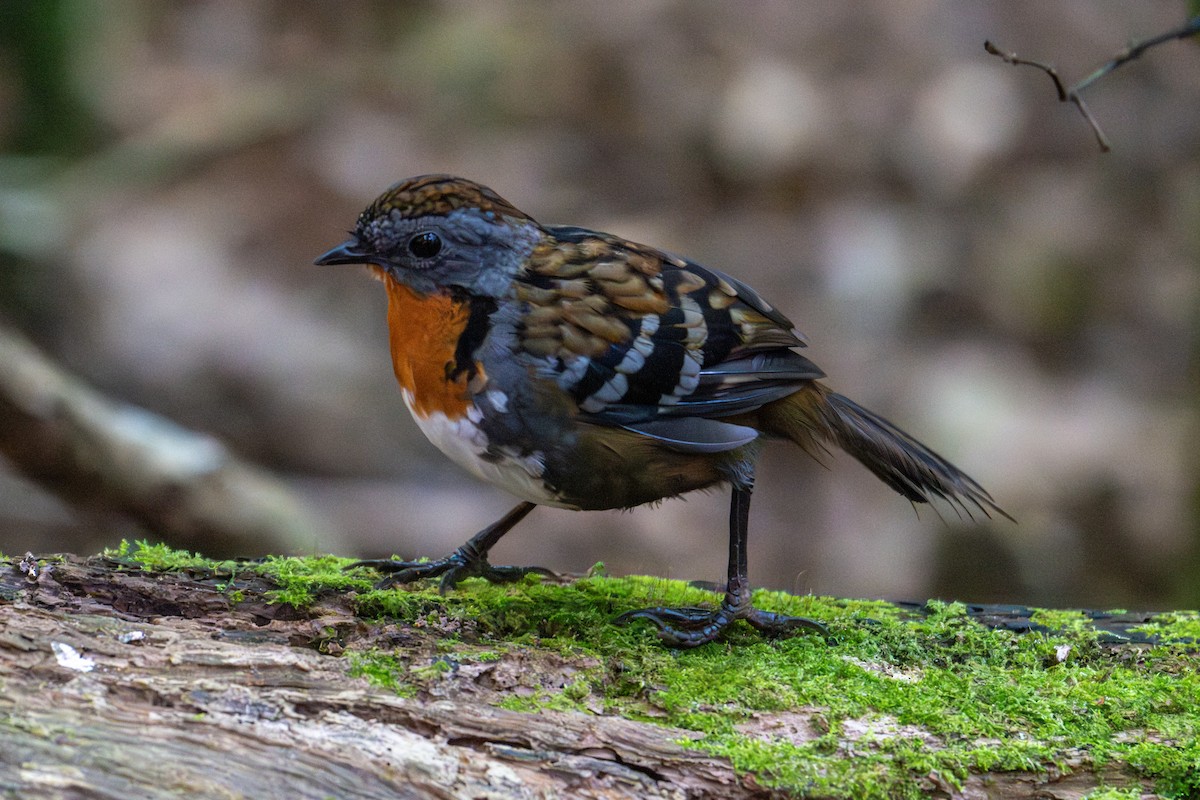 Australian Logrunner - ML638772004