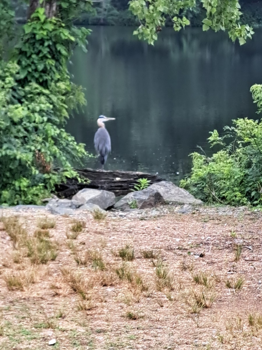 Great Blue Heron - ML638772051