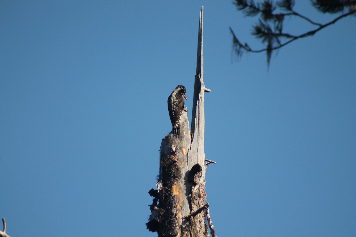 American Three-toed Woodpecker - ML638772053