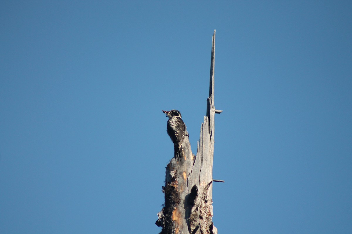 American Three-toed Woodpecker - ML638772054