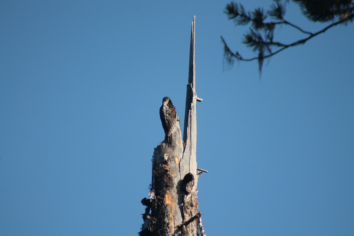 American Three-toed Woodpecker - ML638772055