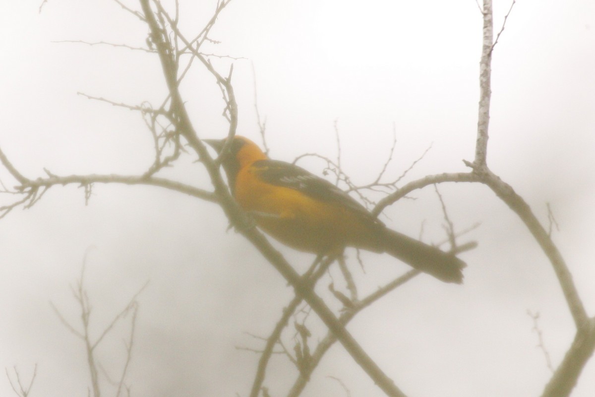 Altamira Oriole - ML638772070