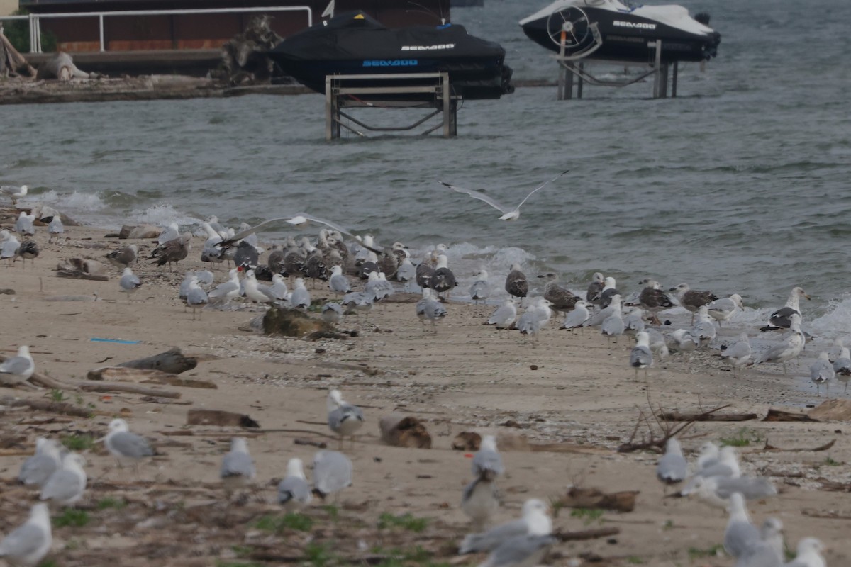 Lesser Black-backed Gull - ML638772119