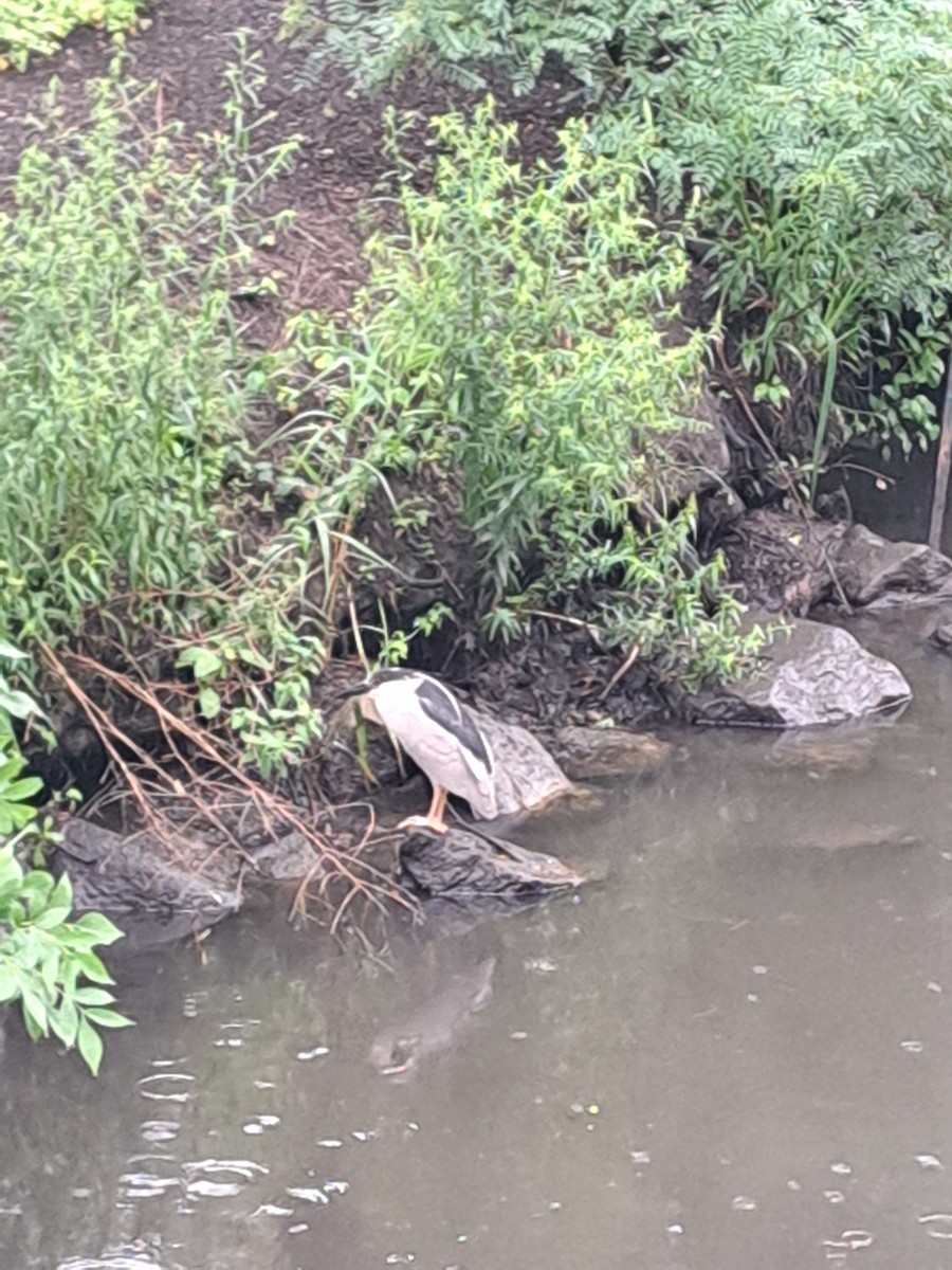 Black-crowned Night Heron - ML638772125