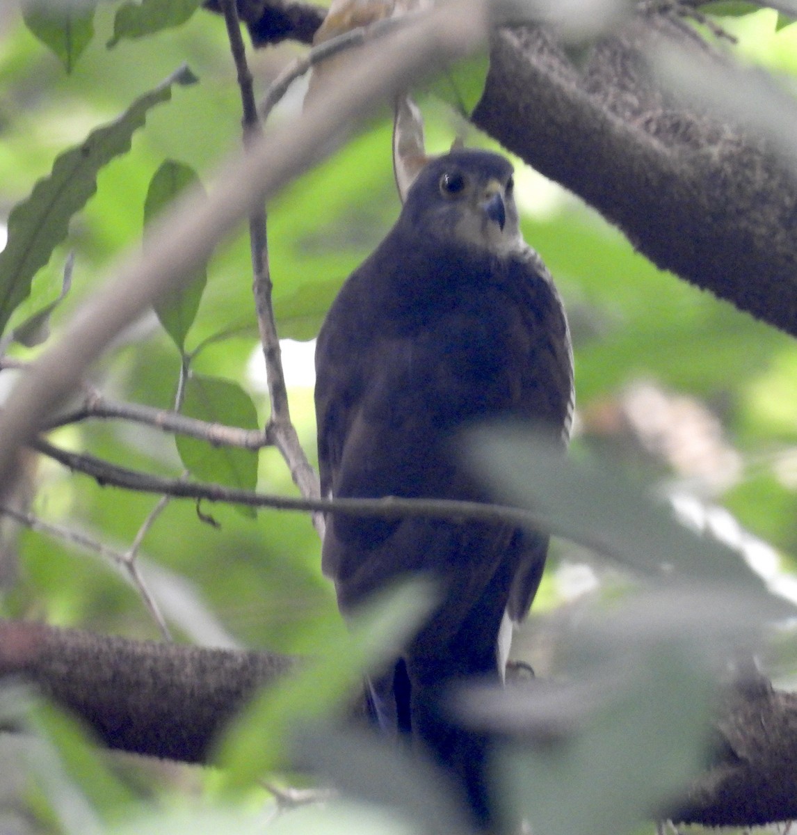African Goshawk - ML638772130